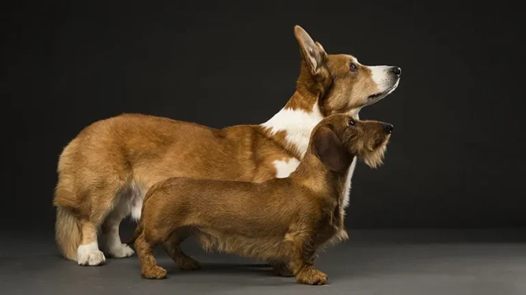 The Health Reality Behind Some of the Cutest Pets Around