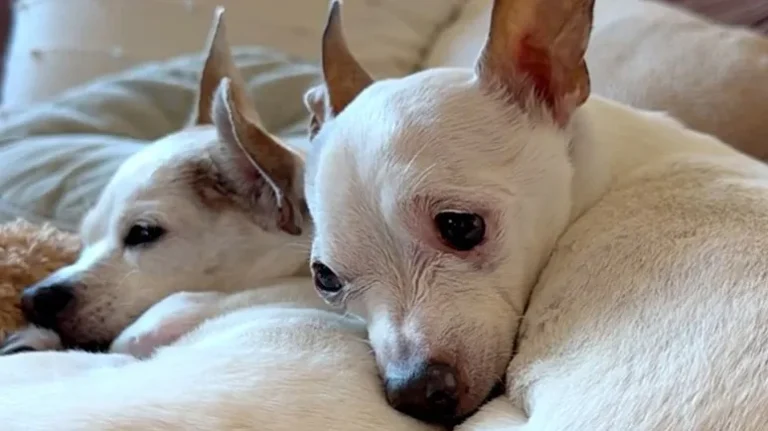 The Senior Dog Who Found Love Again The Senior Dog Who Found Love Again