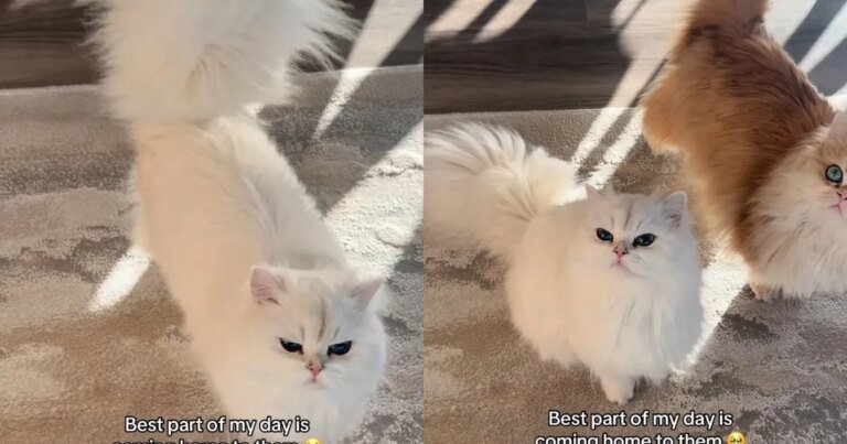 The Way These Cats Rush To Greet Their Owner ‘Never Gets Old’ The Way These Cats Rush To Greet Their Owner ‘Never Gets Old'