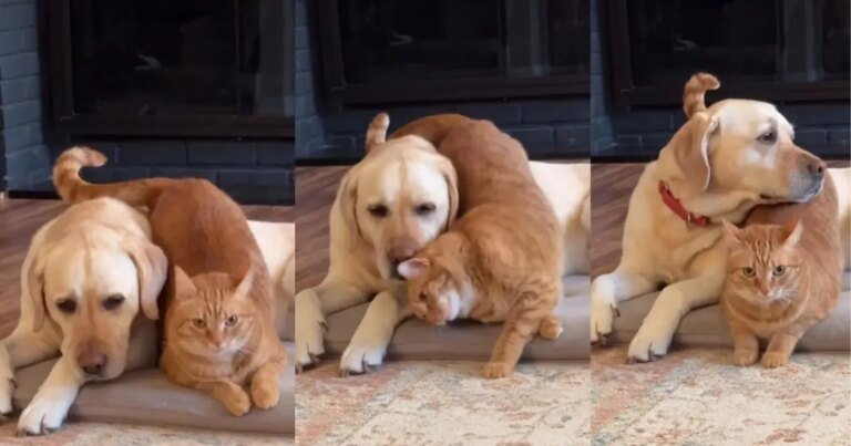 This Cat Is Determined To Make Sure Dog Sibling Feels Loved This Cat Is Determined To Make Sure Dog Sibling Feels Loved