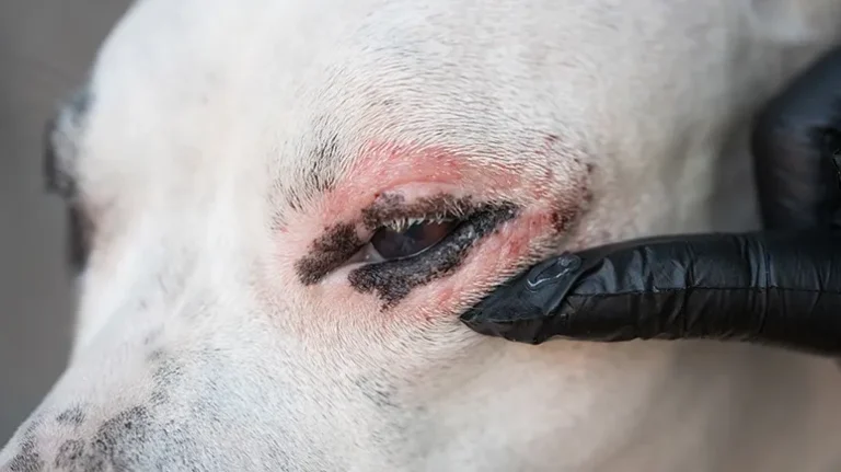 This Mineral Absorption Problem Could Be Showing Up in Your Dog's Skin