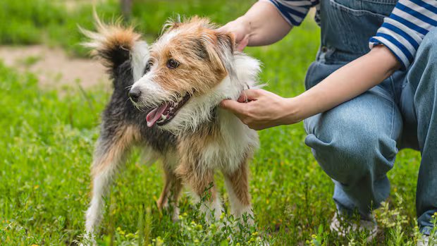 Tick season is longer than ever. Here’s how to protect your dogs and cats Tick season is longer than ever. Here’s how to protect your dogs and cats