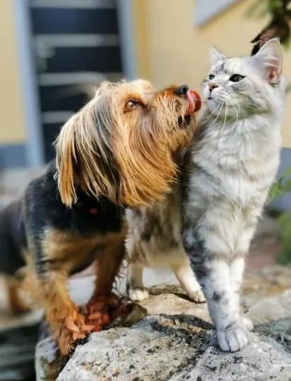 Tips to Help Your Dog and Cat Get Along (or at Least Coexist!) Pet Guide
