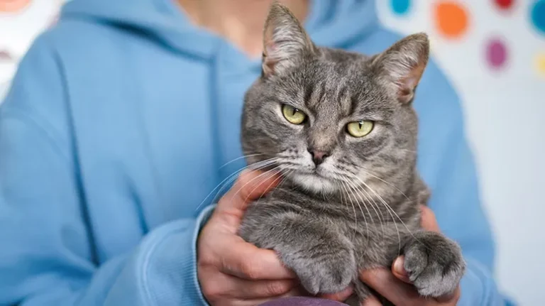 Top Mistakes to Avoid When Training Your Cat