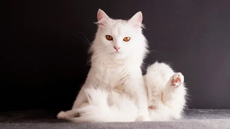 Turkish Angoras Are Smart, Lively, and Playful Cats Turkish Angoras Are Smart, Lively, and Playful Cats