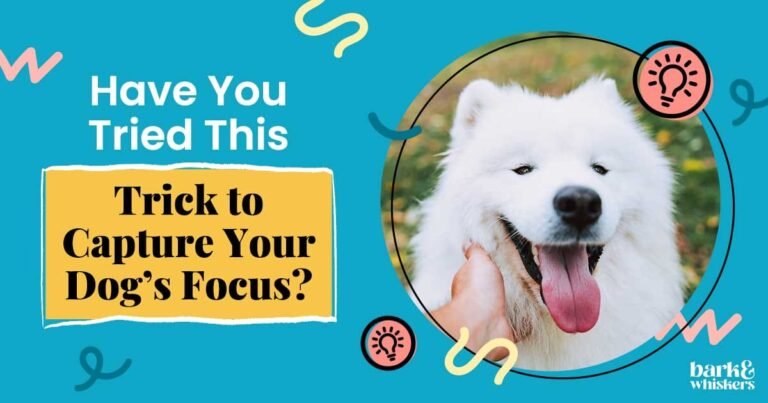 Want Your Dog’s Attention? Speak Slowly for Better Focus Want Your Dog's Attention? Speak Slowly for Better Focus