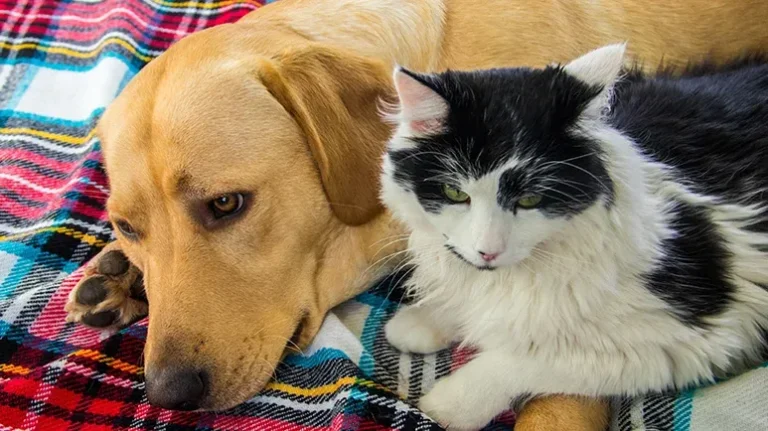 Want to Help Your Pet Live a Long and Healthy Life?