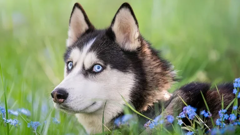 What Does It Mean When Your Dog Gives You the Side Eye What Does It Mean When Your Dog Gives You the Side Eye