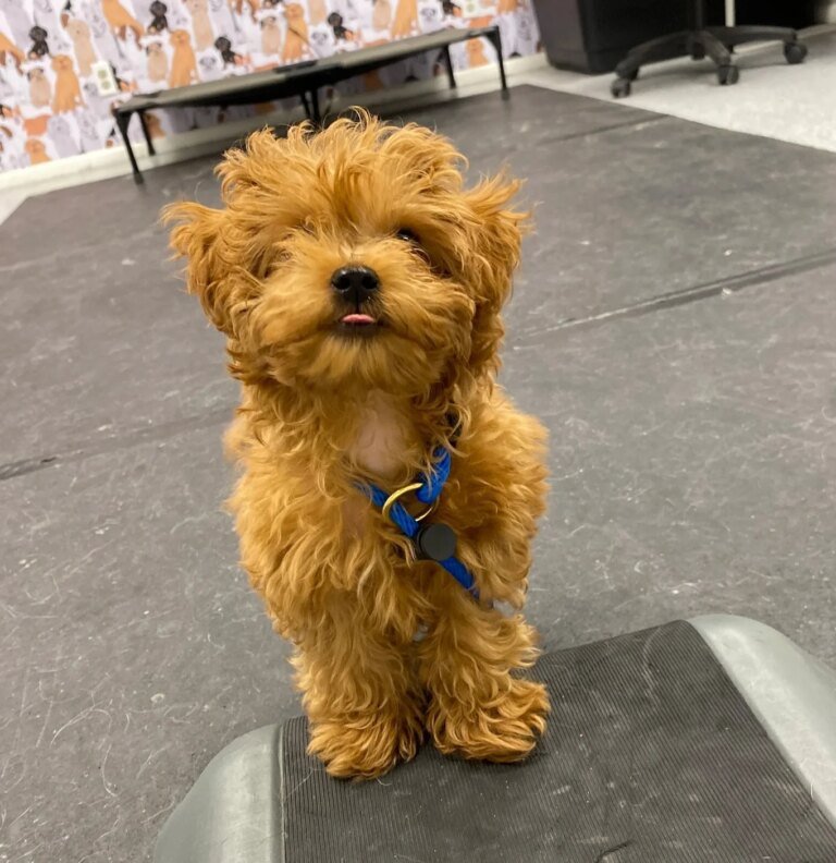 What to Teach at Every Age Polite Puppy Program