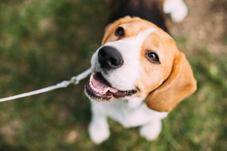 Where can I socialize my dog in Sarasota? Beagle puppy on a walk, Where can I socialize my dog in Sarasota?