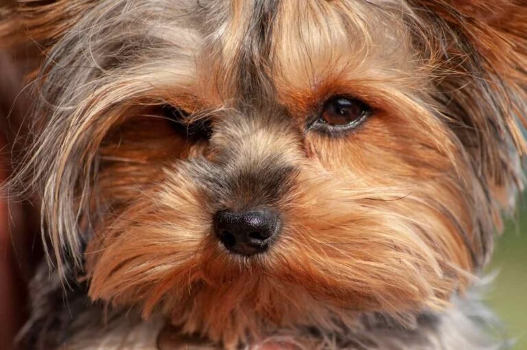 Puppy looking at camera. Where can I socialize my dog in Tampa Bay?