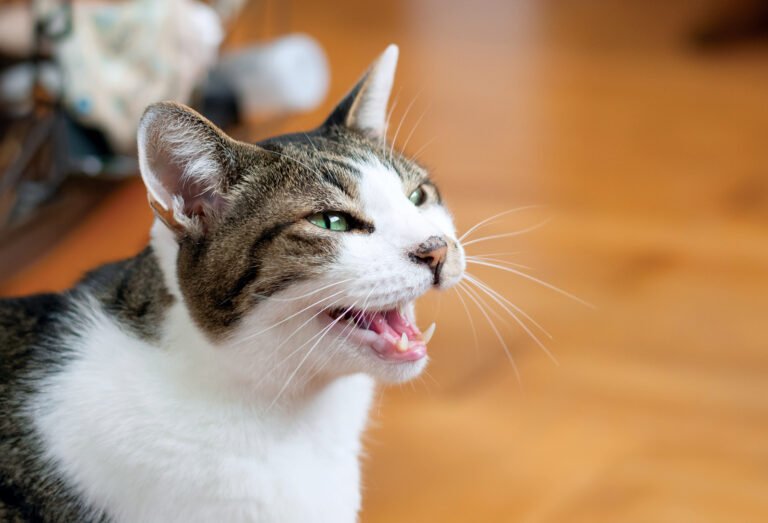 Why Cats Meow More at Male Caregivers