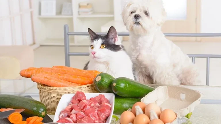 Why Many Pets Need Special Food Later in Life