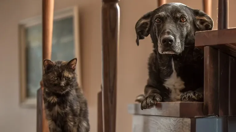 Would Your Pet Be Ready if You Had to Go?