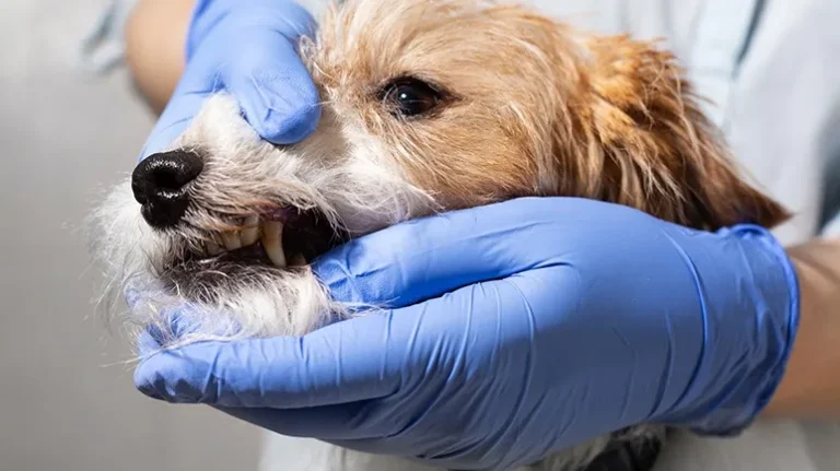 Your Dog Might Be Hiding This Kind of Pain