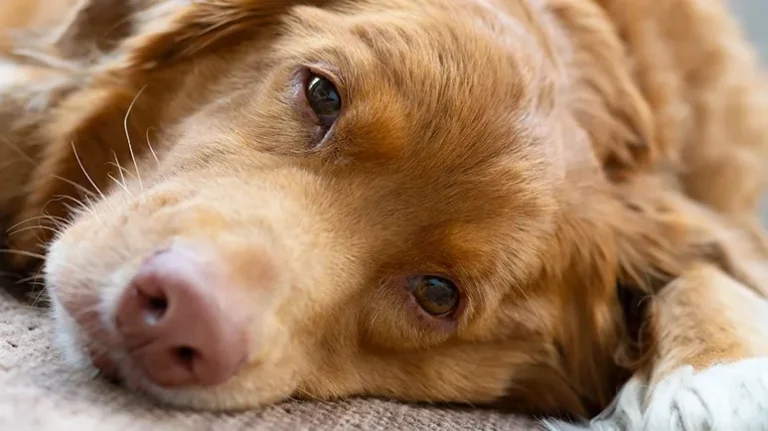 Your Pet Isn’t ‘Tired’ They’re Bored Out of Their Mind Your Pet Isn't 'Tired' They're Bored Out of Their Mind