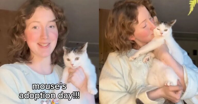 ‘Most Fearful’ Rescue Cat Has a ‘Promising First Day’ in New Home